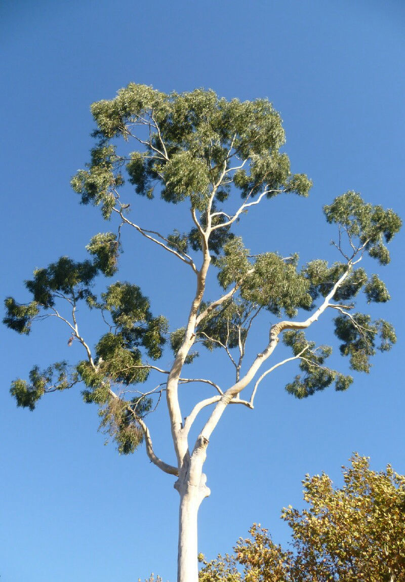 STUMP GRINDING STUMP REMOVAL REDCLIFFE