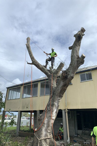 STUMP GRINDING STUMP REMOVAL NORTH LAKES MANGO HILL